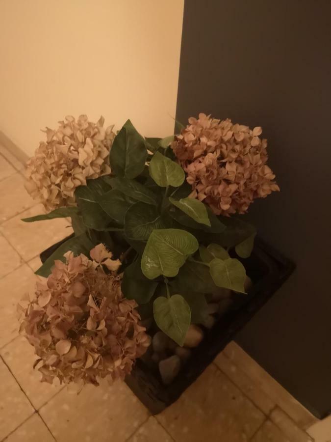Appartamento Apartman Mera Zara Esterno foto
